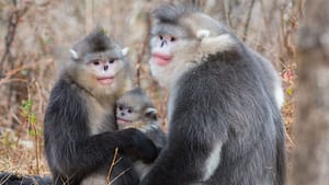Territorial conflict may explain male primates’ large size