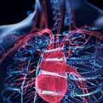 Scientists Explain How mRNA COVID Vaccines May Rarely Cause Myocarditis