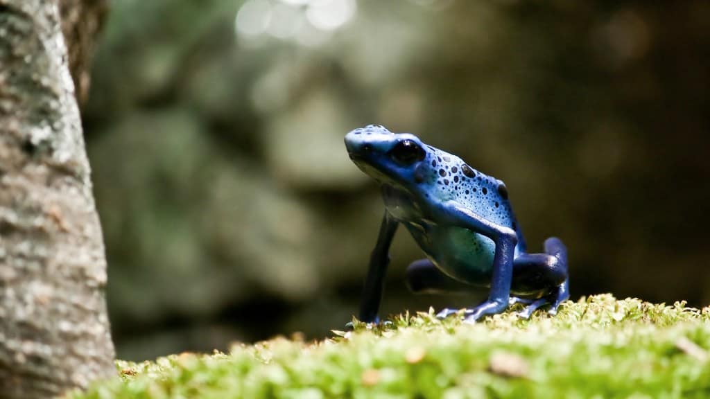 Many amphibians may be imperiled by climate change, study finds