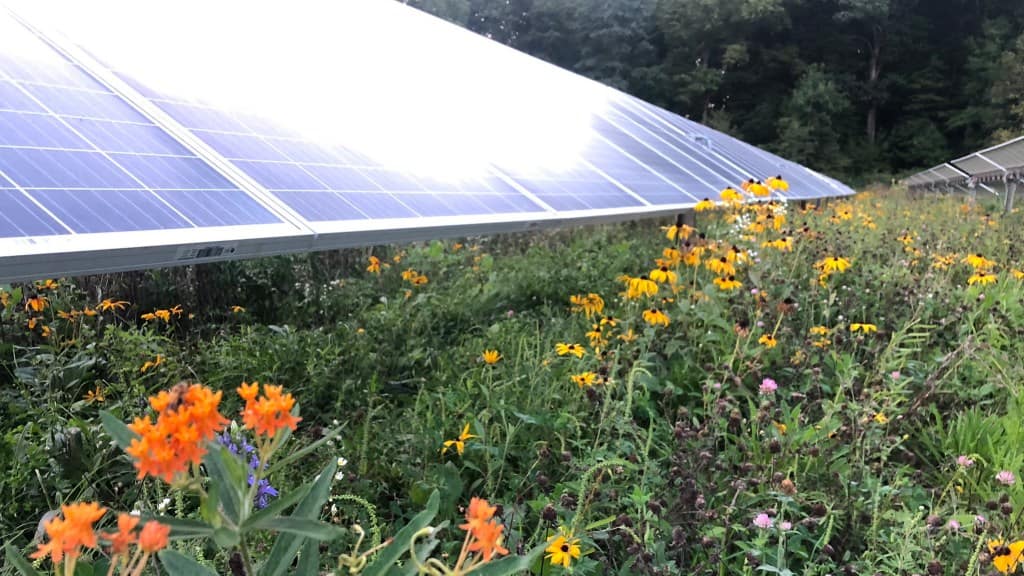 Solar farms can bloom with life, not just energy