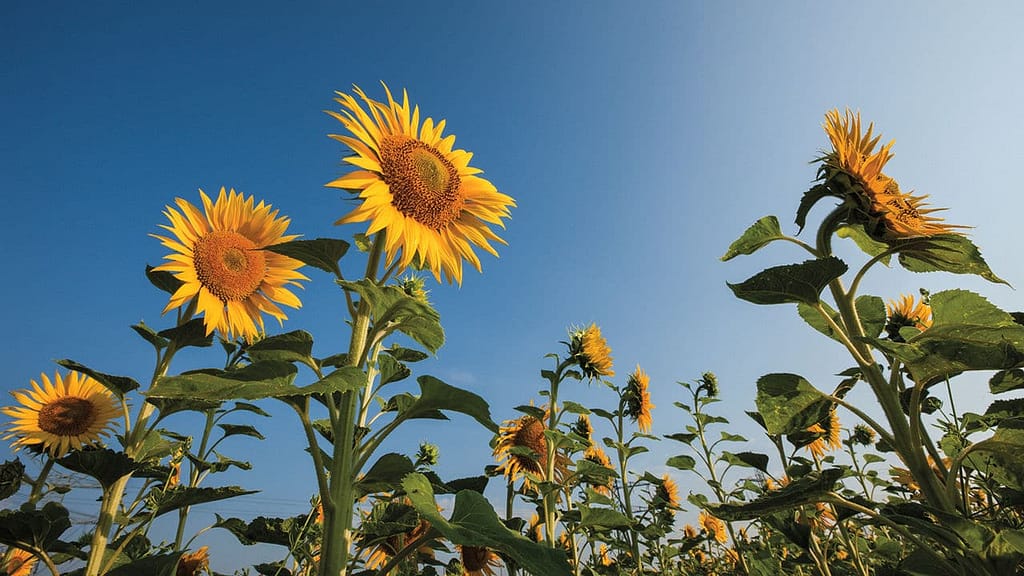Sunflowers can recognize genetically-similar plants.