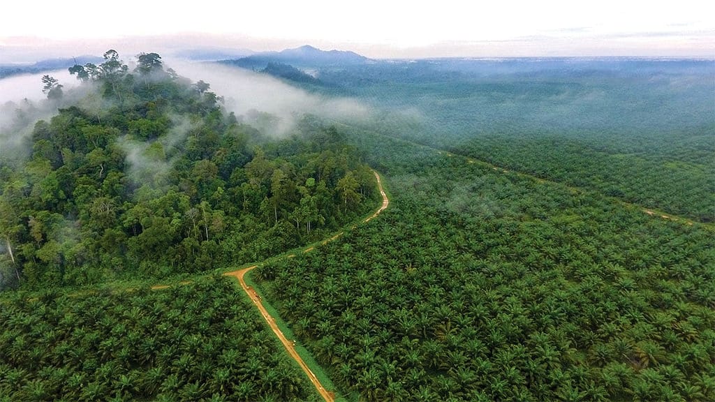 Oil palm plantation in Indonesia