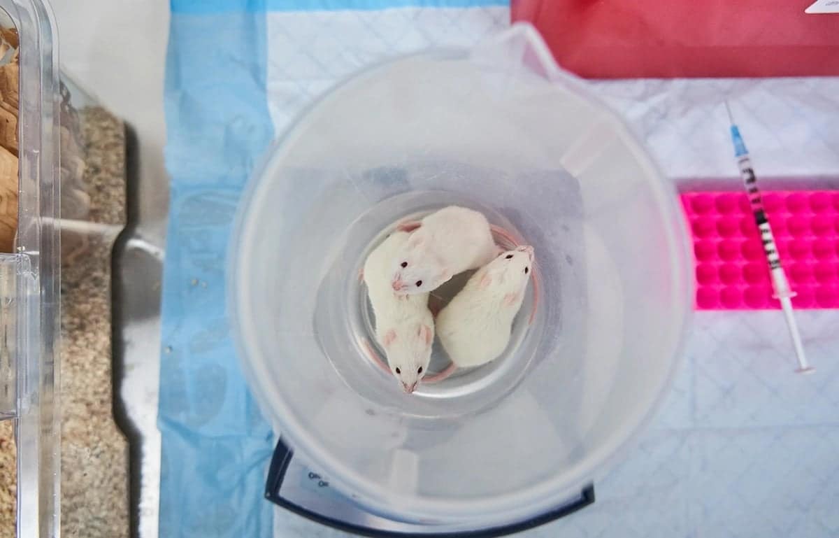 The age of animal experiments may be waning