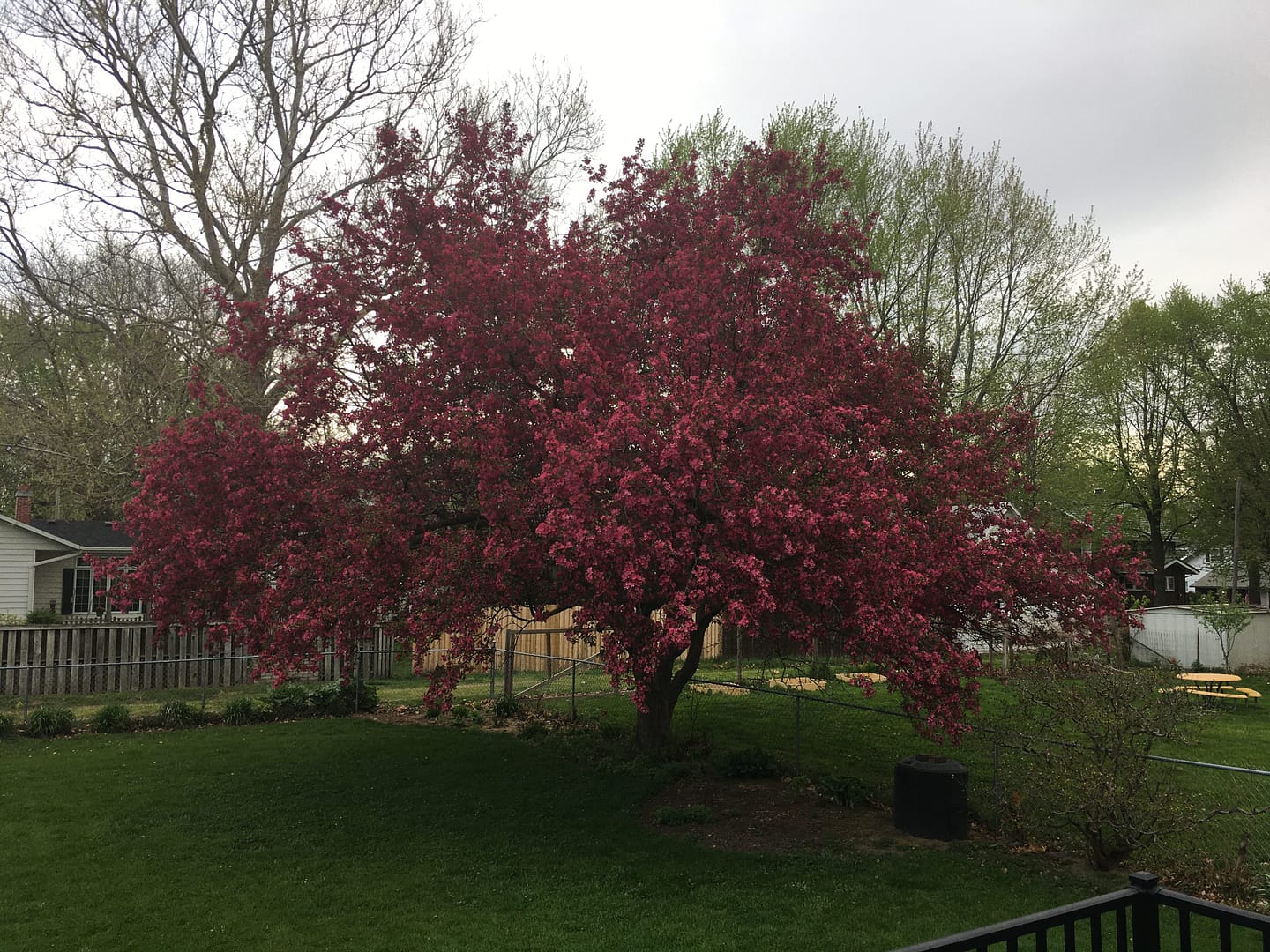 Crab apple; May 3, 2020; Iowa, USA
