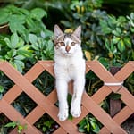 Is it a problem for cats to eat insects? Researchers are probing feline diets to find out