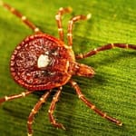 Deadly meat allergies from tick bites are on the rise. Should you be worried?