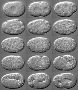 C._elegans_embryo_development
