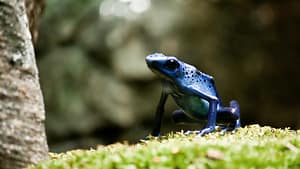 Many amphibians may be imperiled by climate change, study finds