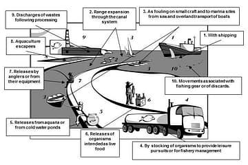 Transport of invasive species