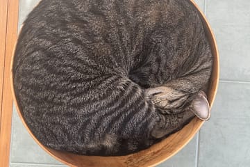 Striped cat lying curled in a wooden bowl