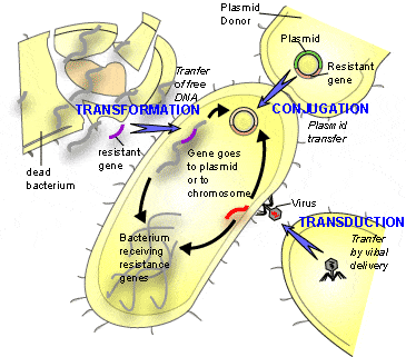 Horizontal gene transfer
