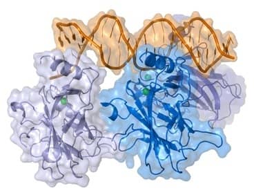 A representation of a complex between DNA and the protein p53.
Credits: Thomas Splettstoesser