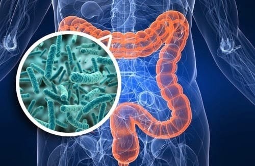 Stylized human intestine highlighted within a human body behind an inset picture of bacteria.