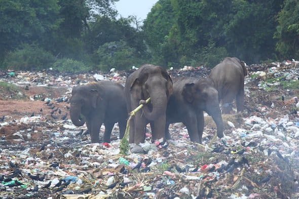 Elephants and plastic waste; single-use plastics are a big problem