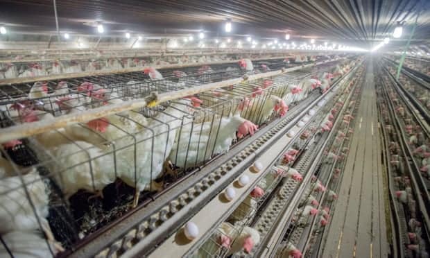An actual egg production facility