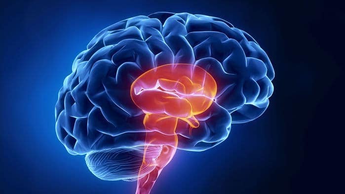The human midbrain