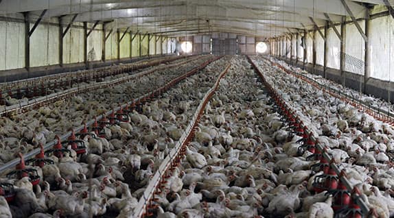 Factory farming--chickens