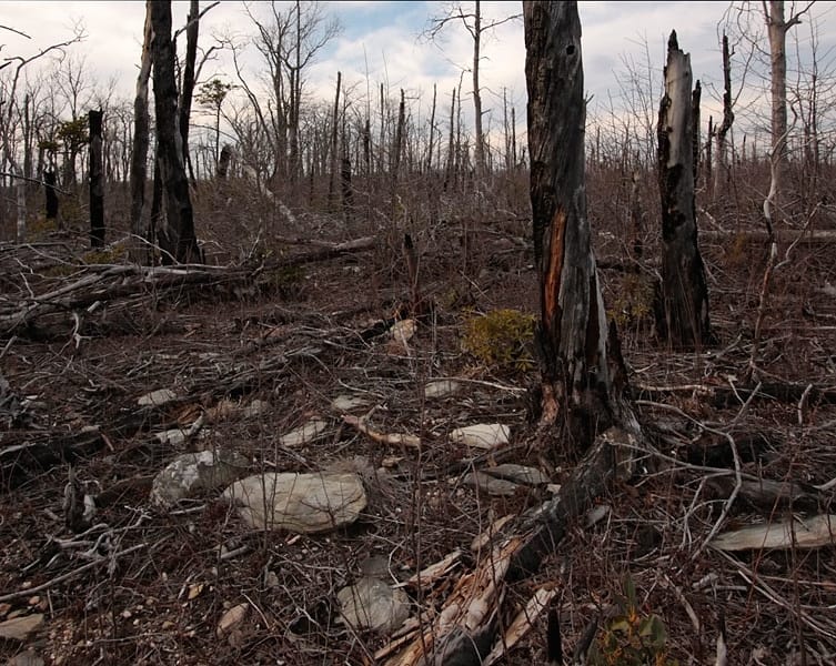 Loss of biodiversity due to climate change: deforestation