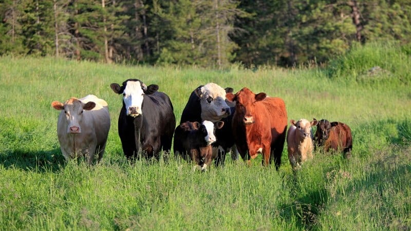 Scientists say Beefalo are all beef, no -alo. Breeders disagree