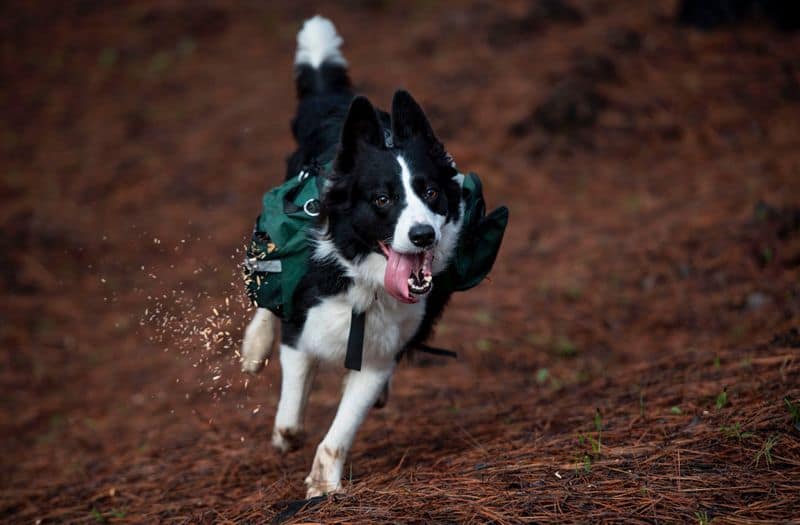 A trained dog scatters tree seeds in a forest in Chile that was devastated by fire in 2017.