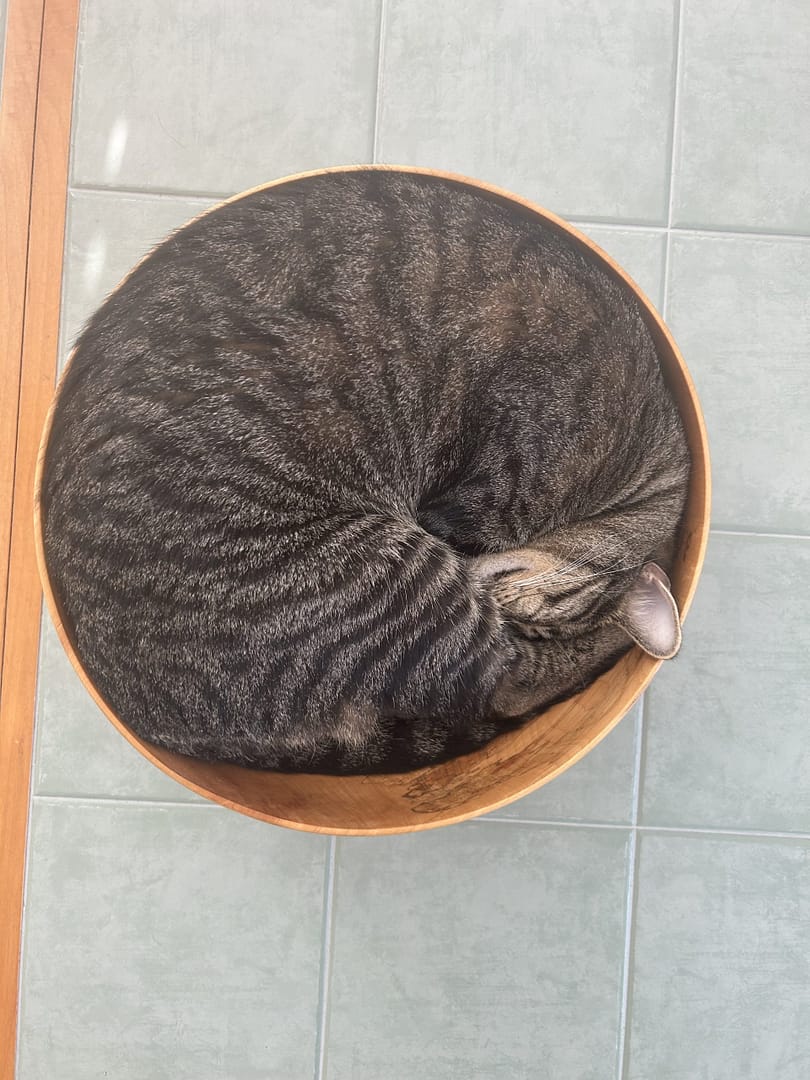 Striped cat lying curled in a wooden bowl